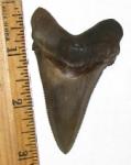 Carcharocles Angustidens Tooth